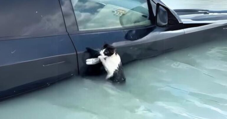 dubai floods cat rescue