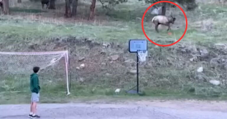 elk playing soccer