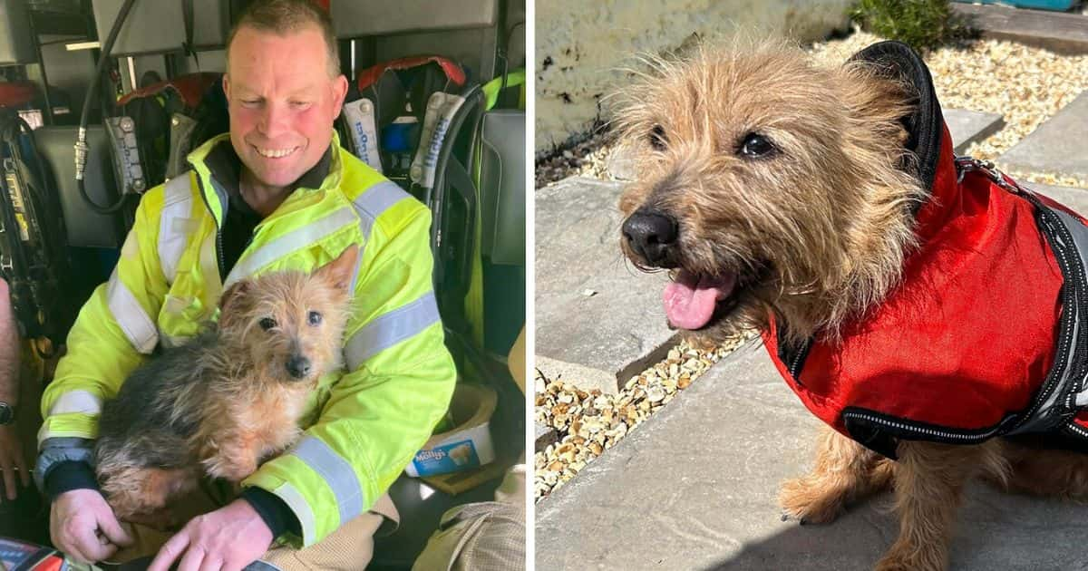 firefighter adopts dog