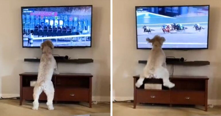 dog loves horse racing on tv