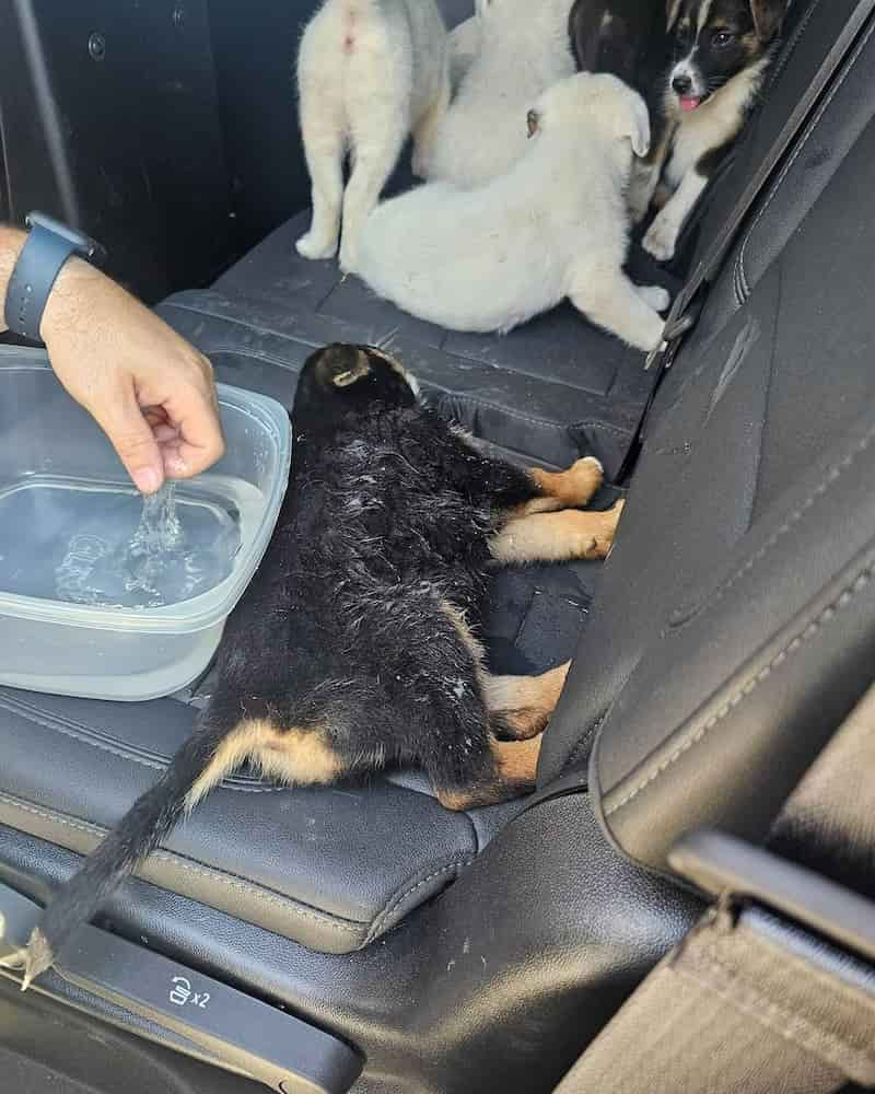 abandoned puppies rescued 2