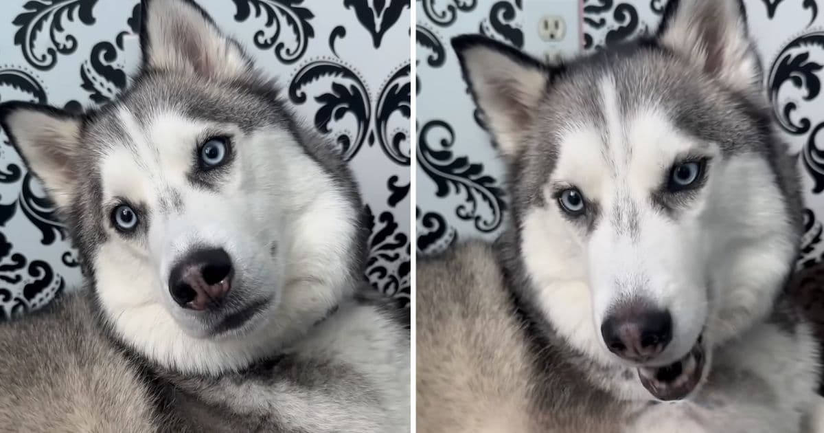 husky mimics owners words