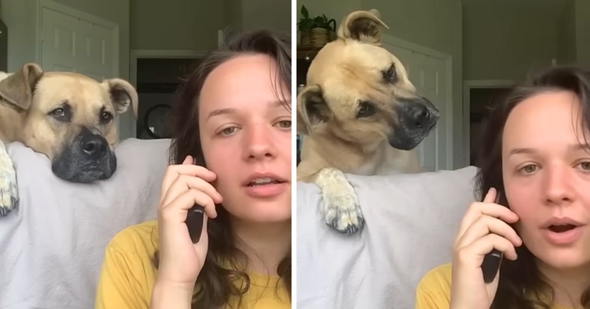 dog listening to owner on phone