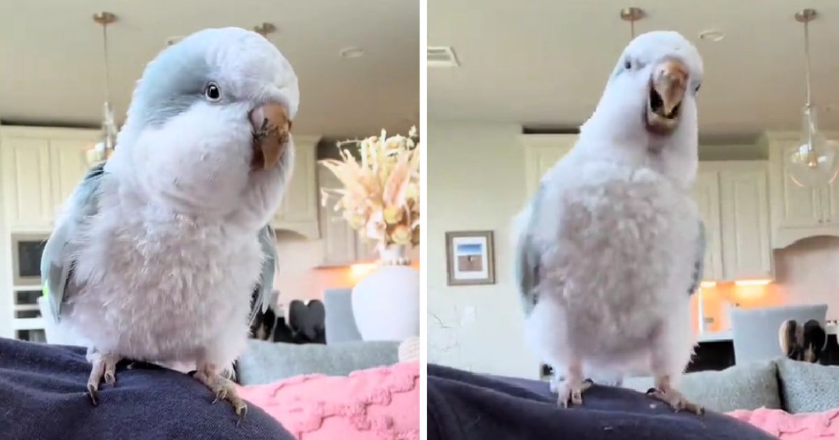 parrot sings with owner