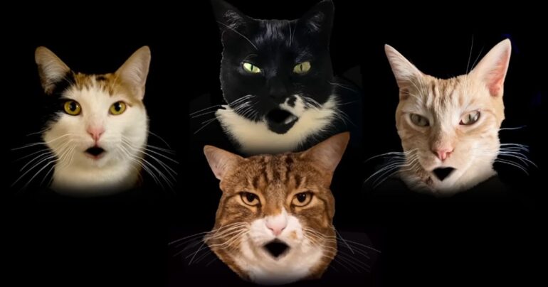 bohemian rhapsody cats parody