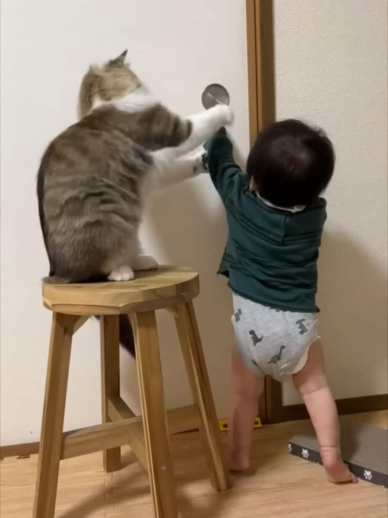 cat stops toddler from opening door 3