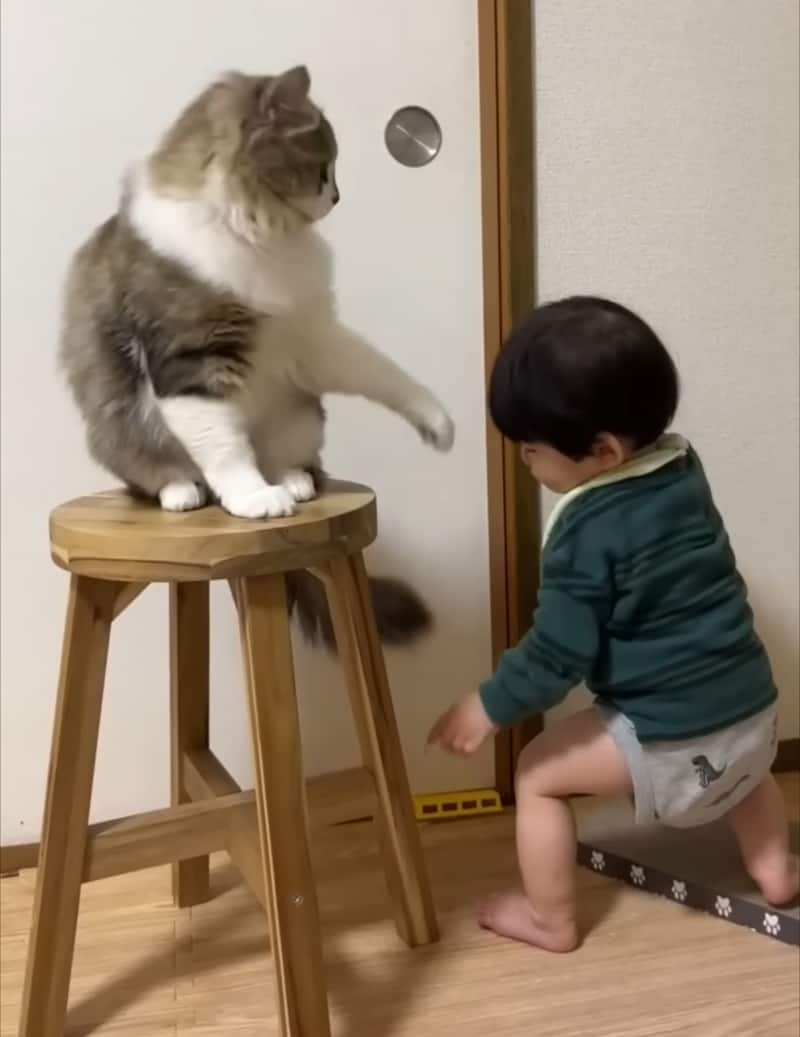 cat stops toddler from opening door