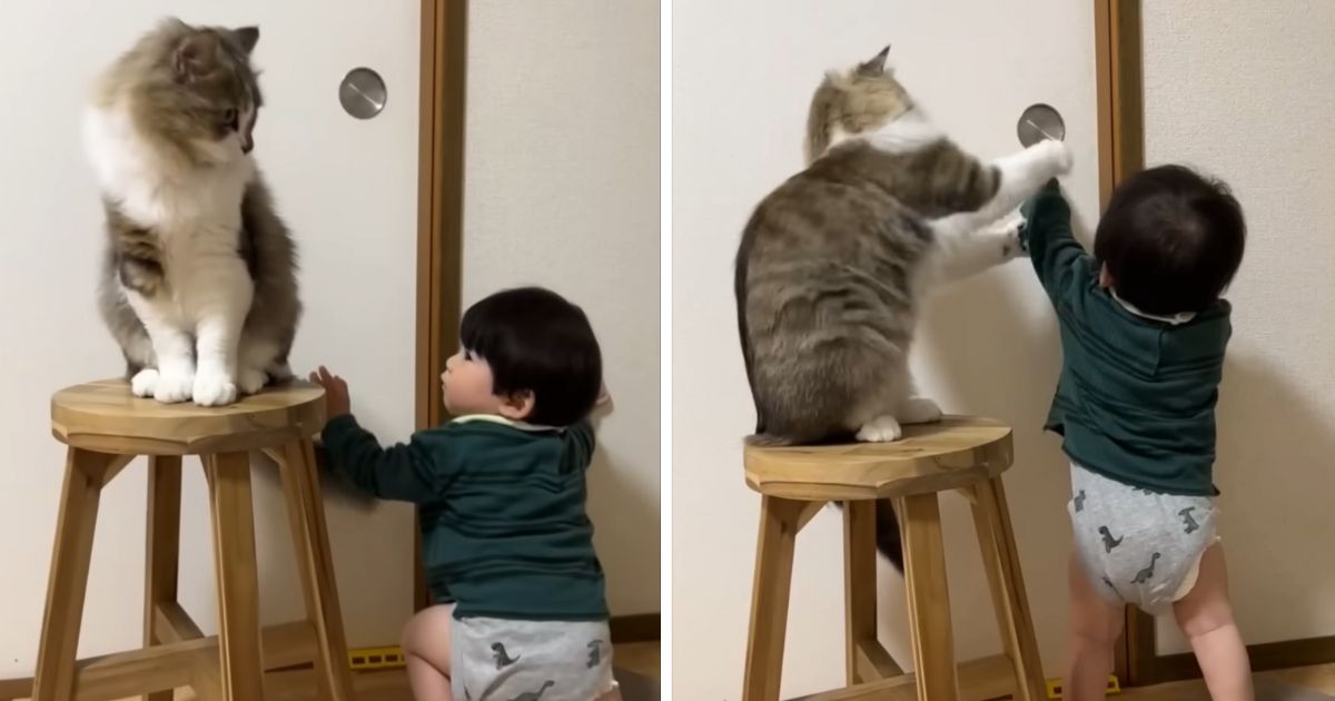 cat stops toddler opening door