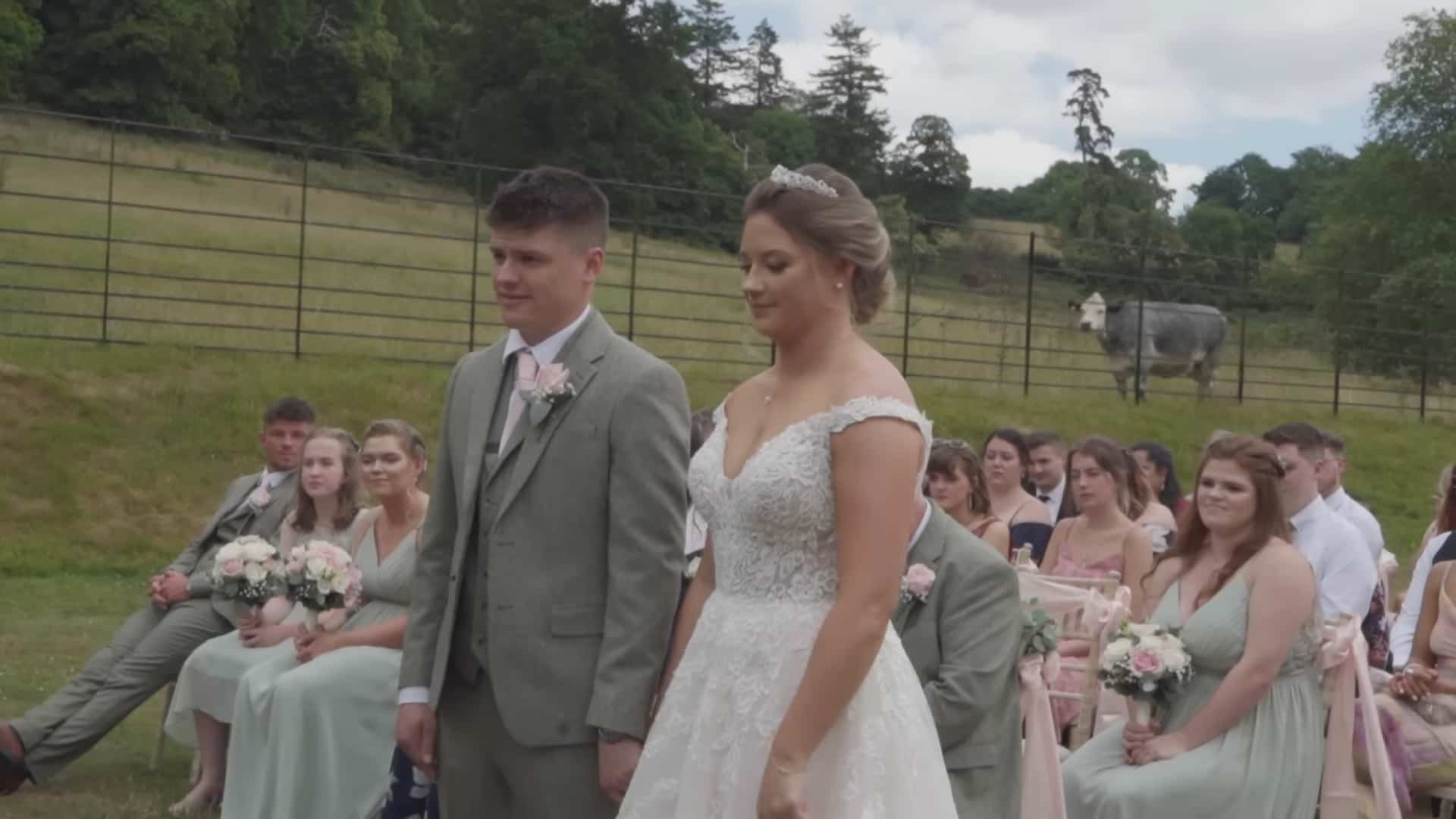 cow crashes wedding ceremony