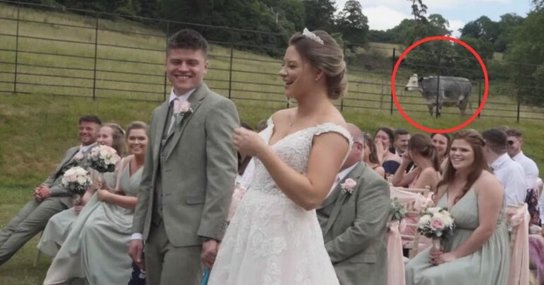 cow crashes wedding ceremony