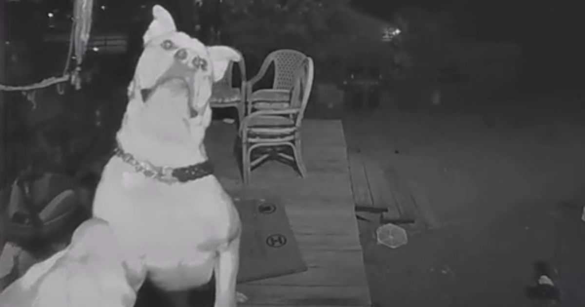 missing dog rings doorbell video