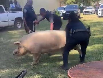 cops chasing pig video 2