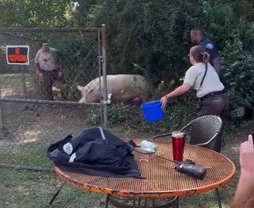 cops chasing pig