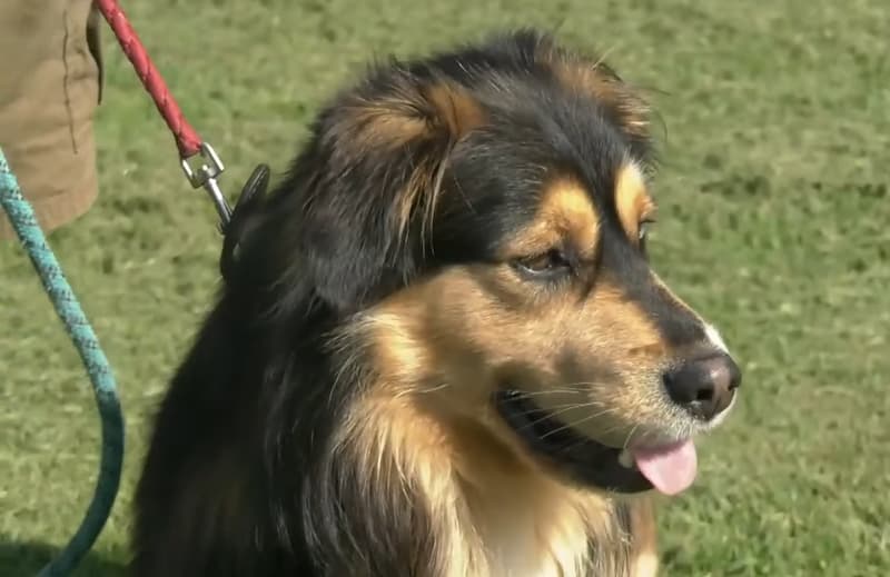 dog performing cpr on owner 2