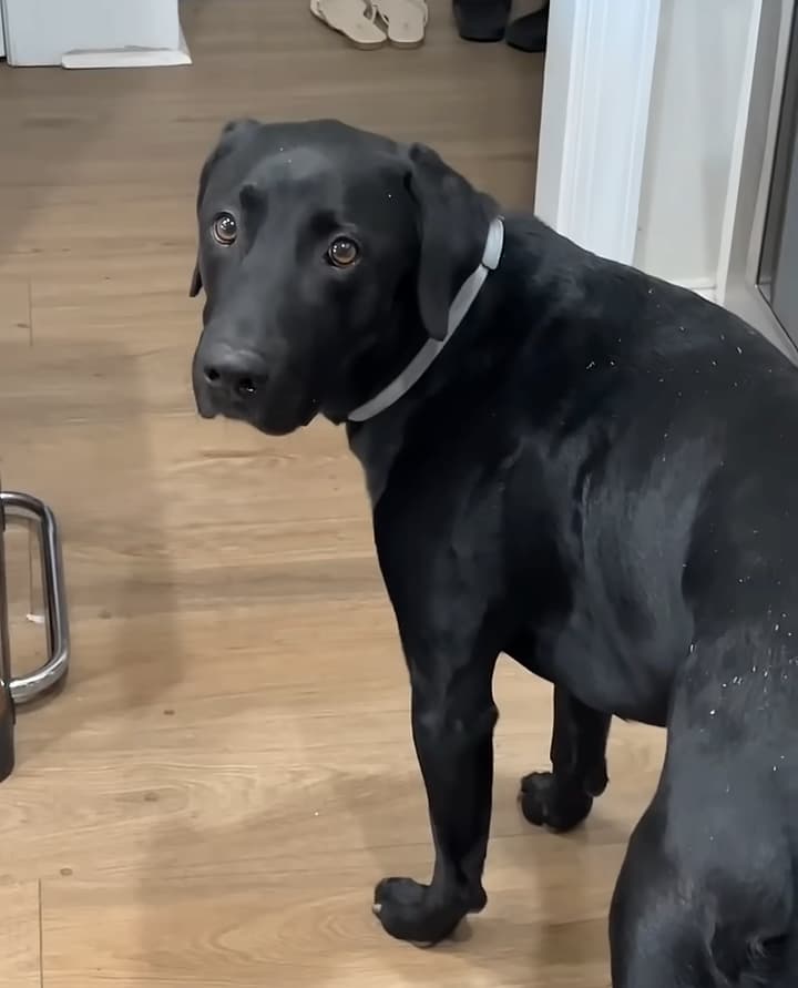 dog refuses to eat before praying