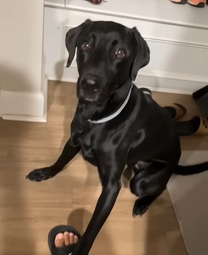 dog refuses to eat without praying 2