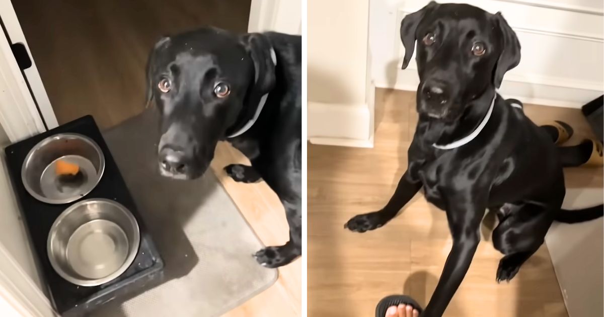 dog refuses to eat without praying