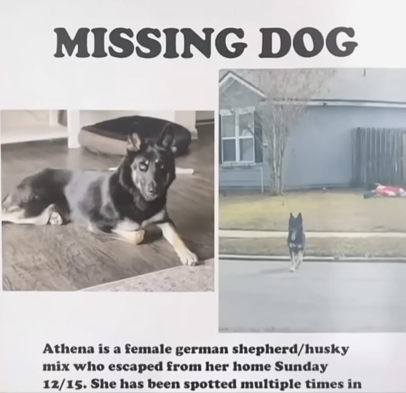 missing dog returns home