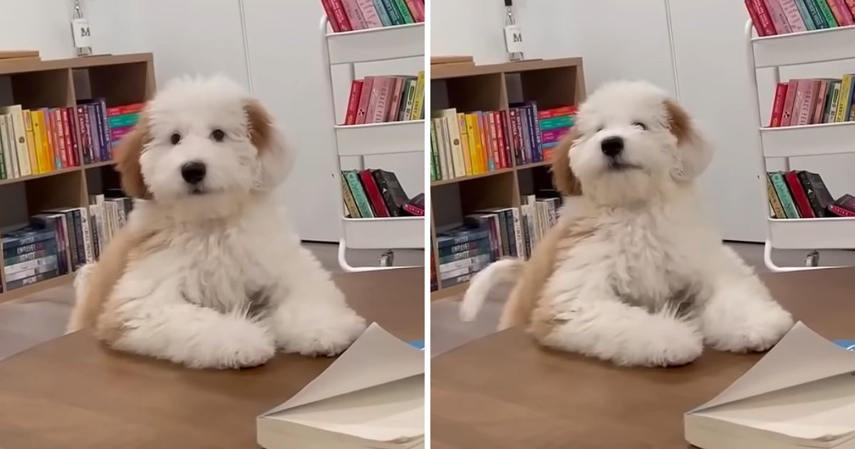 puppys reaction to stop barking