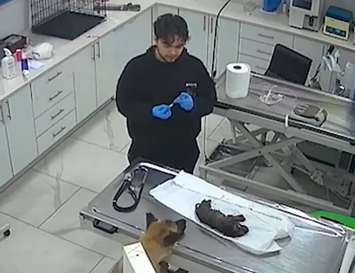 dog brings sick puppy to vet