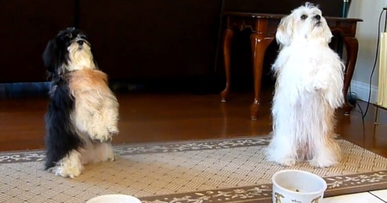 dogs praying before meal