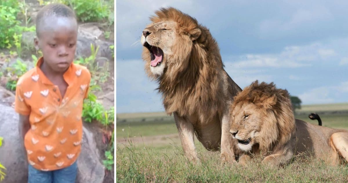 young boy survives lion park