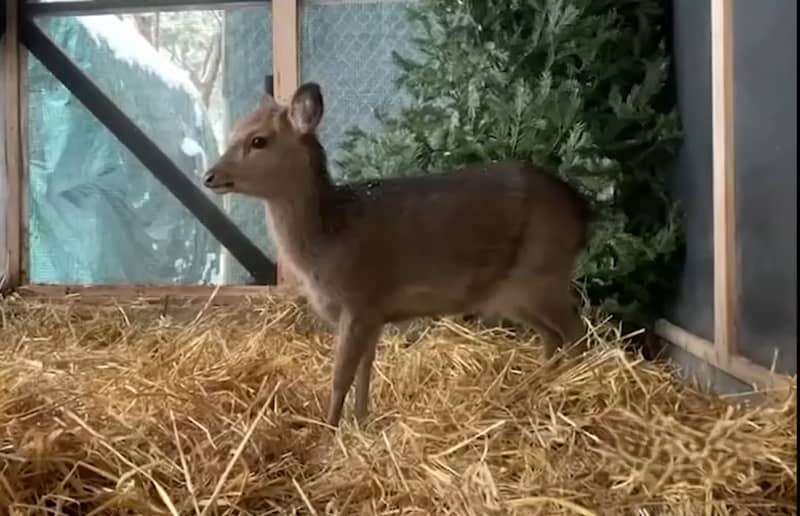 deer rescued from frozen lake