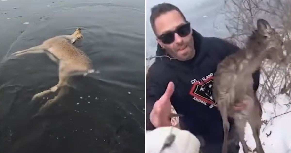 deer rescued from icy lake