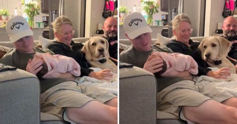 dog reacting to new baby