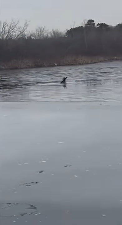 rescuing deer from frozen lake 2