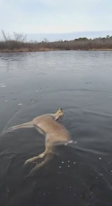 rescuing deer from frozen lake 3