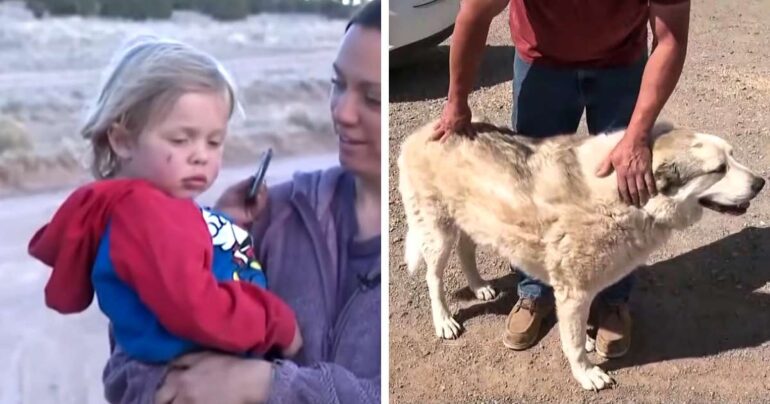 dog finds missing toddler arizona