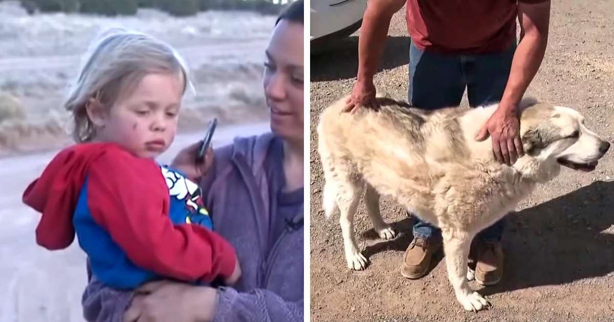dog finds missing toddler arizona