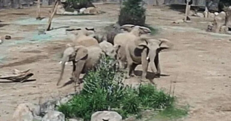 elephants during earthquake