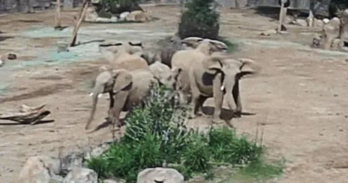 elephants during earthquake