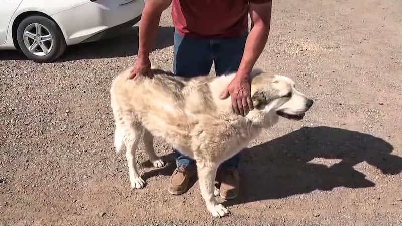 missing toddler rescued by dog