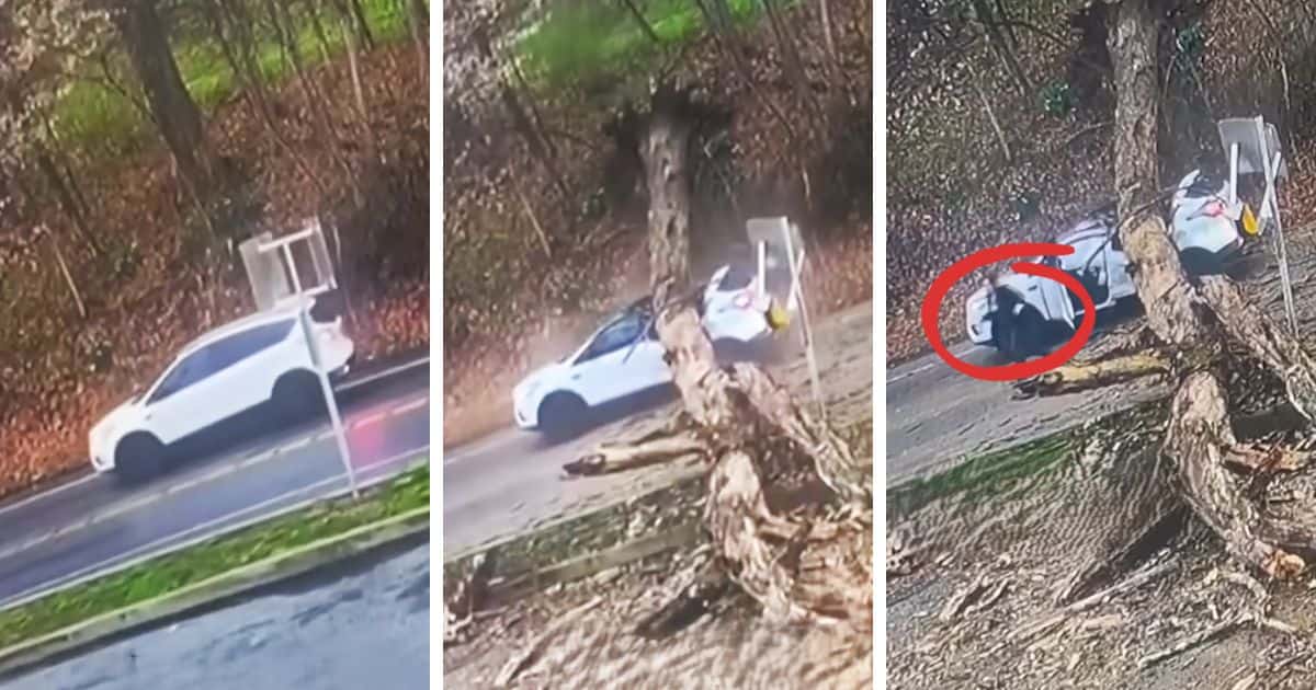 tree falls on suv