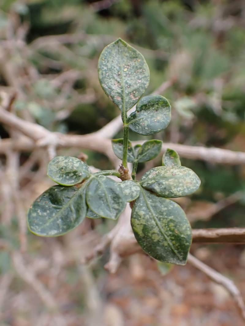 natural remedies from the bible balm of gilead