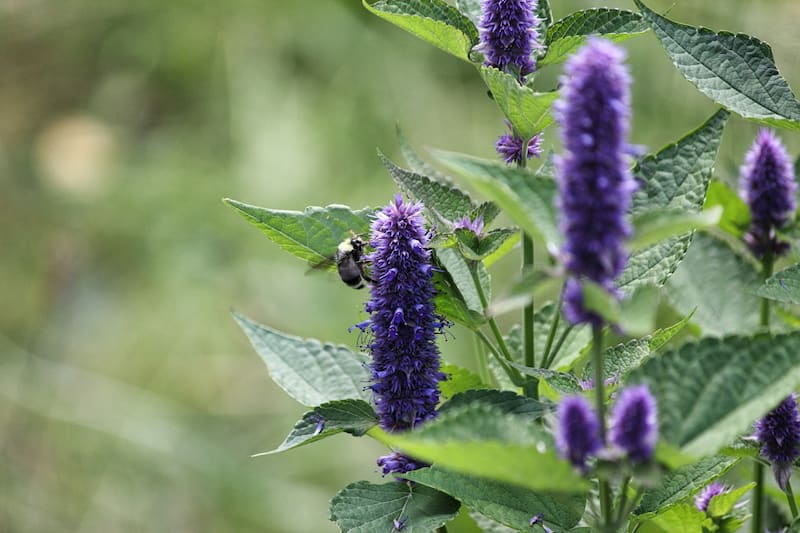 natural remedies from the bible hyssop