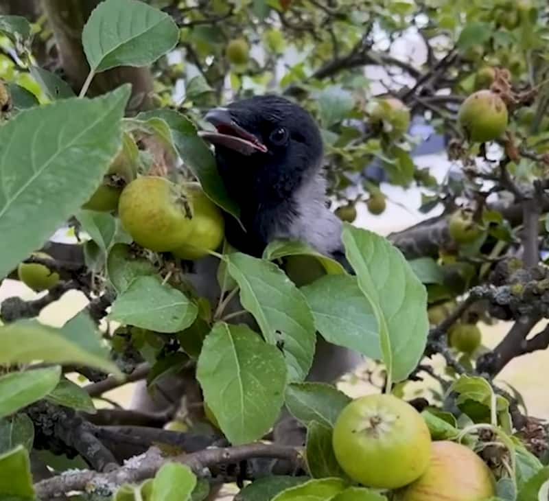 rescued crow russell