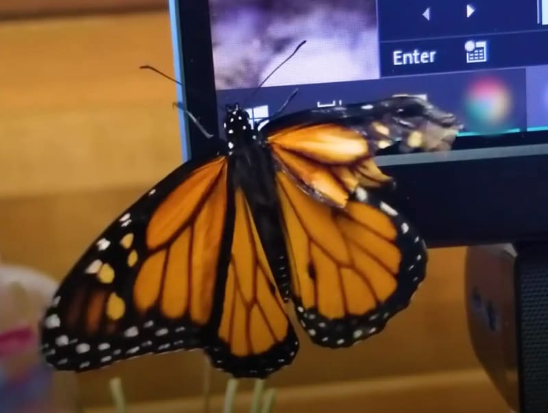 butterfly with broken wing
