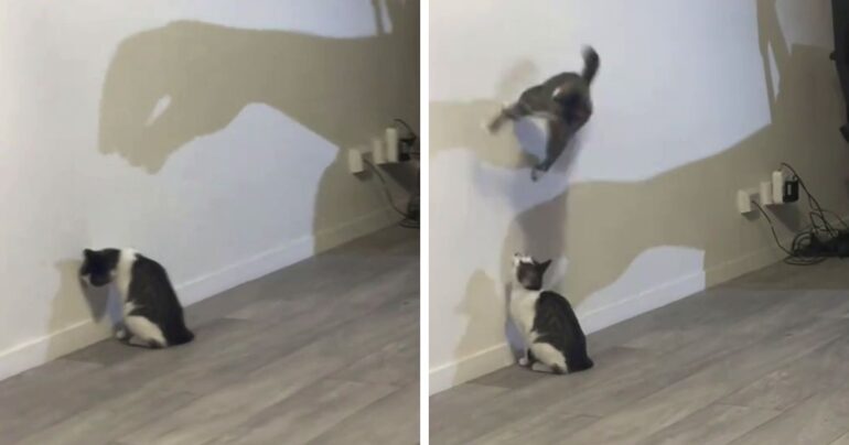 cat attacking shadow