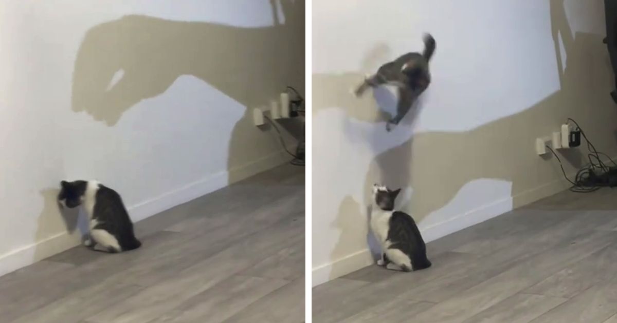 cat attacking shadow
