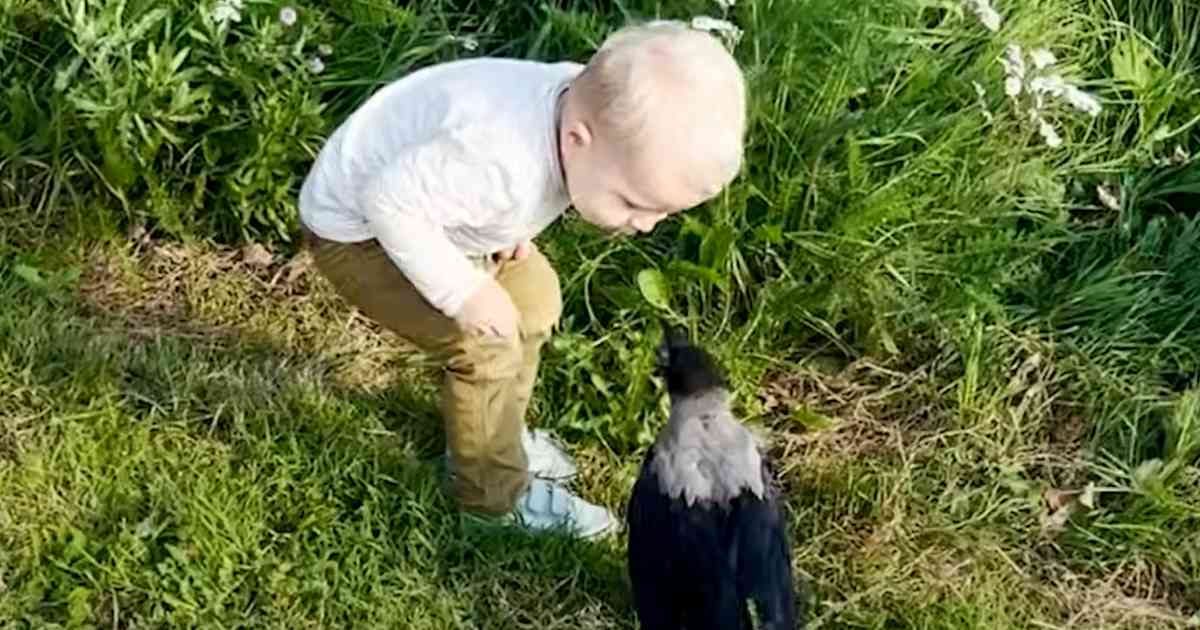 crow befriends little boy