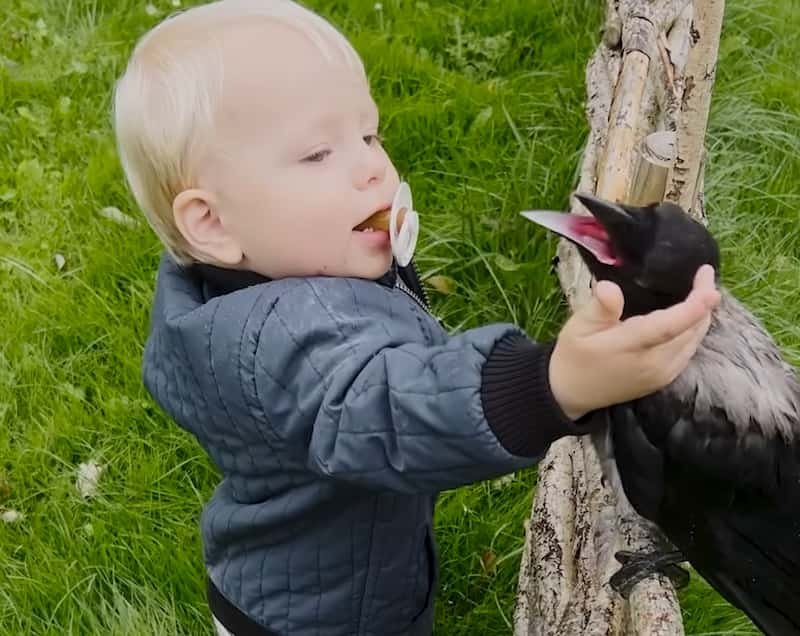 crow boy friendship