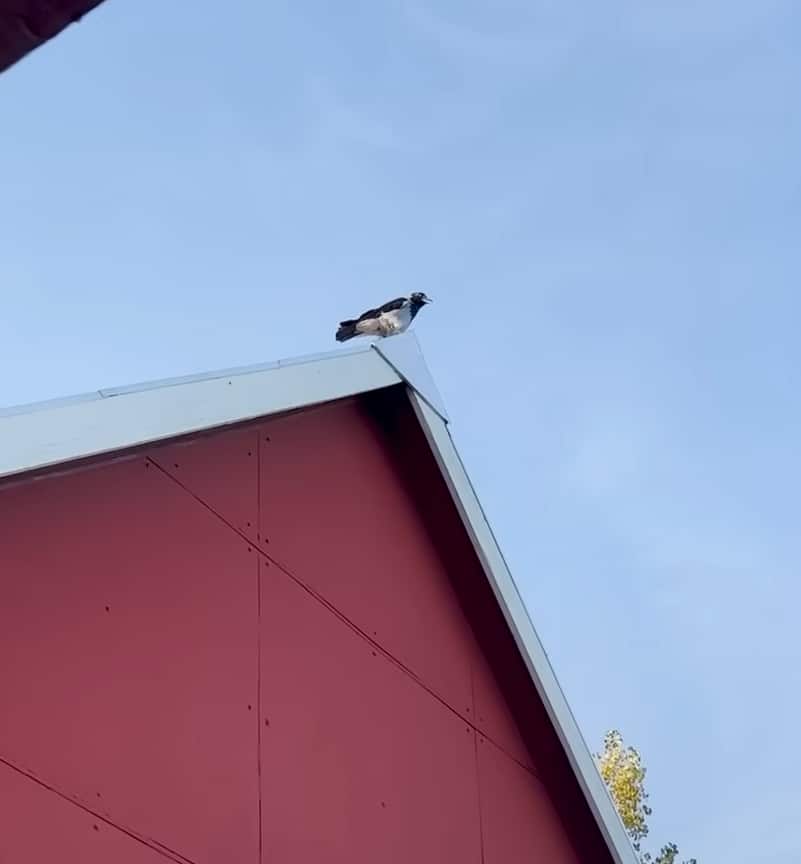 crow waits for boy come home