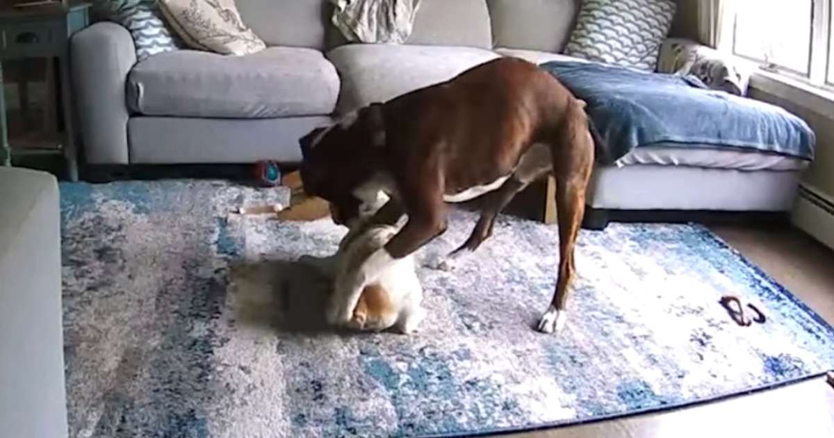 dog saves another dog having seizure
