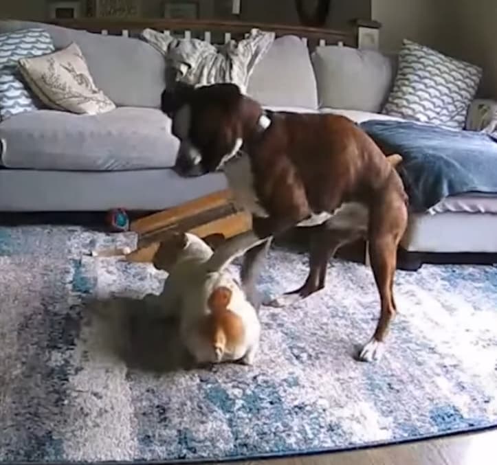 dog saves best friend having seizure