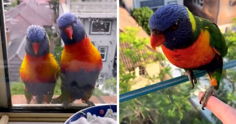 parrots visit woman daily