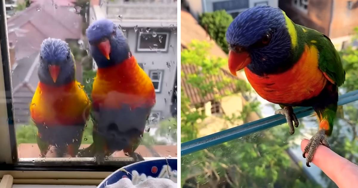 parrots visit woman daily